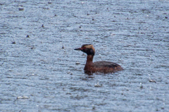 Podiceps auritus