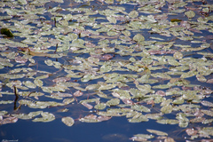 Potamogeton natans