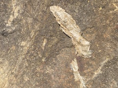 Nerodia sipedon