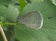 Celastrina neglecta