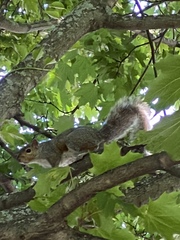Sciurus carolinensis