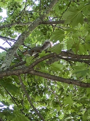 Sciurus carolinensis