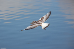 Chroicocephalus ridibundus