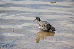 Fulica atra