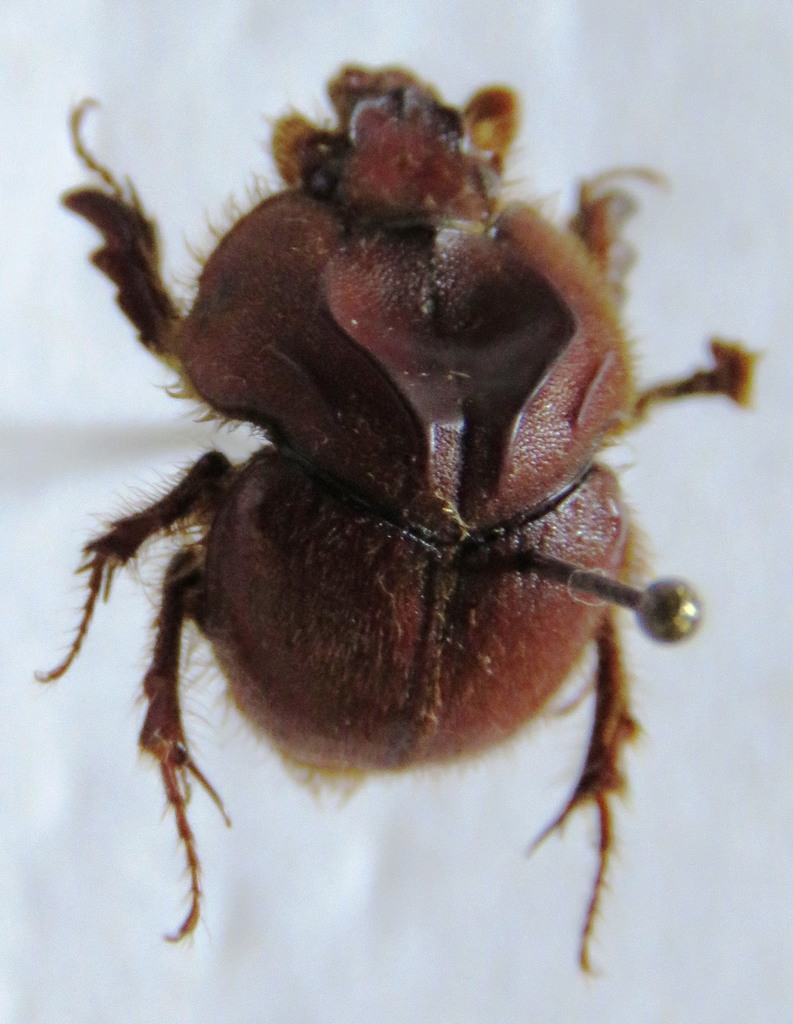 Neoathyreus quadridentatus