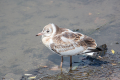 Chroicocephalus ridibundus