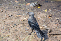 Corvus monedula