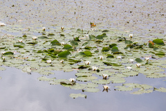 Nymphaea