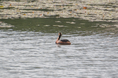 Podiceps auritus