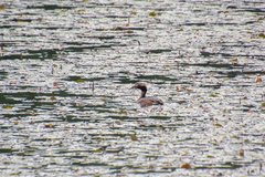 Podiceps auritus