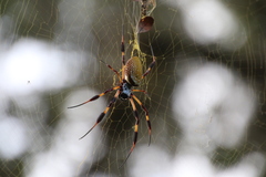 Trichonephila clavipes image