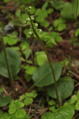 Pyrola media