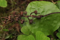 Pyrola media