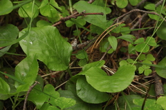 Pyrola media