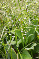 Alisma plantago-aquatica