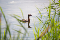 Podiceps auritus