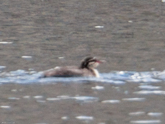 Podiceps auritus