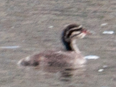 Podiceps auritus