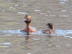 Podiceps auritus