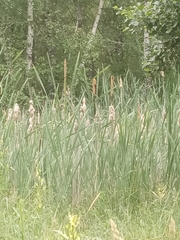 Typha latifolia