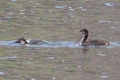 Podiceps auritus