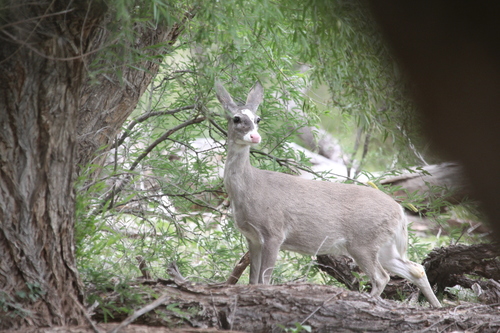 Coues's White-tailed Deer photographed in Arizona