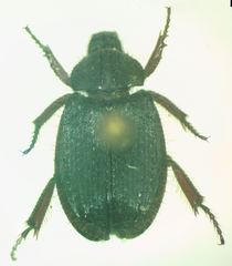 Anaides laticollis