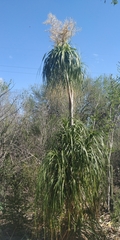 Beaucarnea