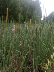 Typha latifolia