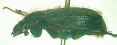 Anaides laticollis