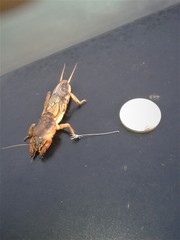 Gryllotalpa vineae