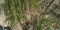 Beaucarnea
