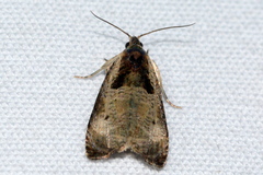 Olethreutes inornatana