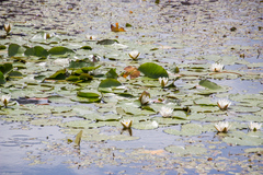 Nymphaea