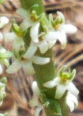 Platanthera yadonii
