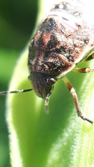Homaemus