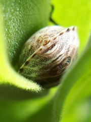 Homaemus