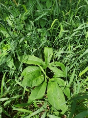 Arisaema dracontium