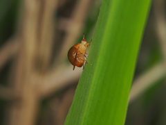 Celyphus difficilis