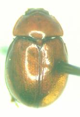 Coilodes castanea