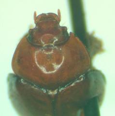 Coilodes castanea