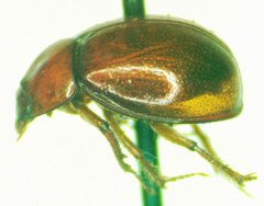 Coilodes castanea
