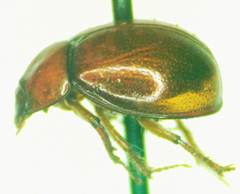 Coilodes castanea