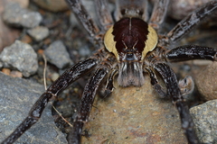 Ancylometes amazonicus