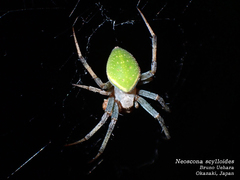 Neoscona scylloides