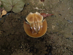 Carcinoscorpius rotundicauda