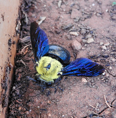 Xylocopa ruficornis