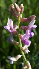 Astragalus flexuosus