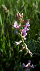 Astragalus flexuosus