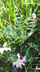 Astragalus flexuosus
